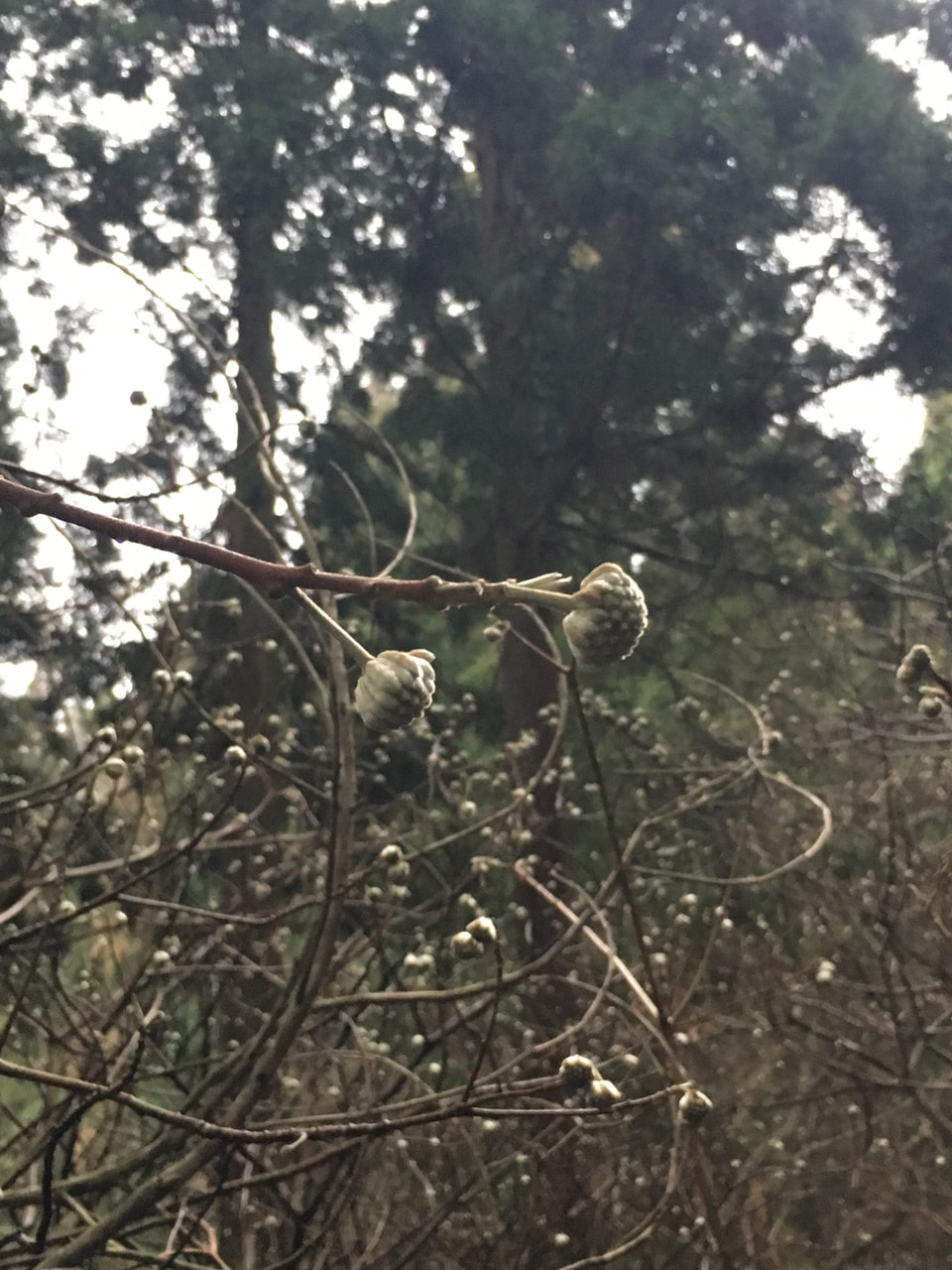 ジンチョウゲ科 ミツマタ